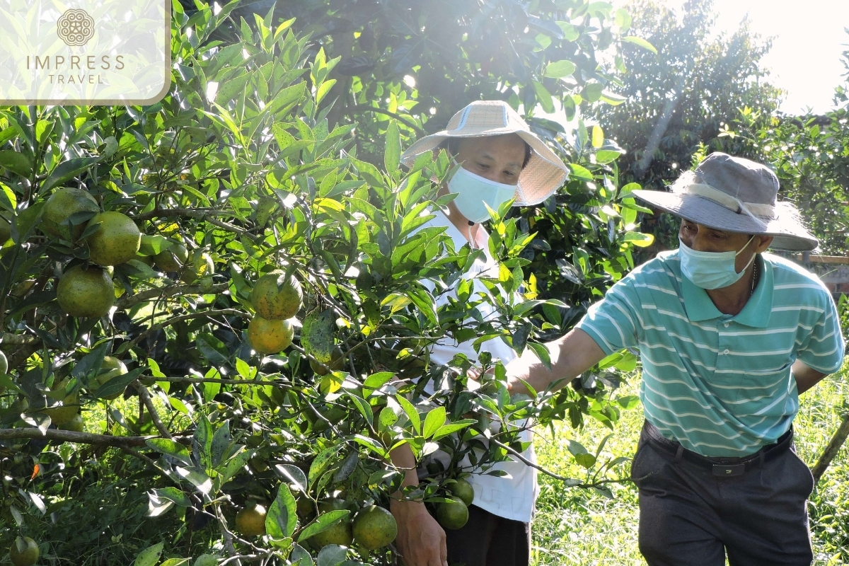 Interaction with Local Farmers in Cai Be fruit orchard in Tien Giang