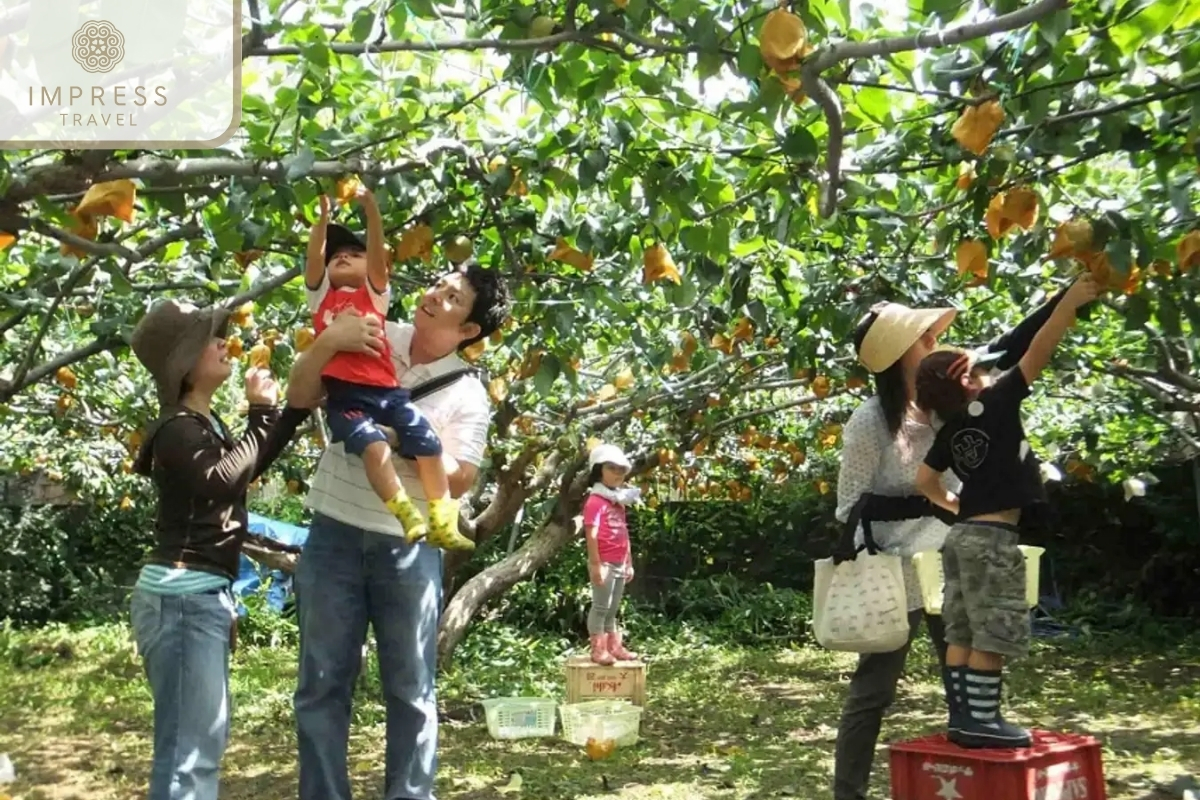 Fruit Picking and Tasting Experiences in Cai Be fruit orchard in Tien Giang 