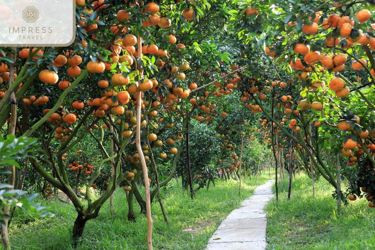 Overview of Vinh Kim Orchard in Mekong