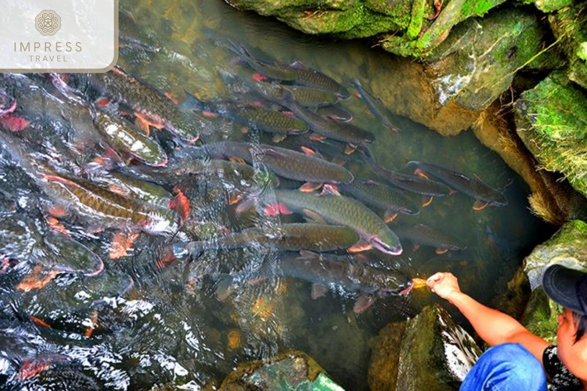 God Fish Stream of the Pu Luong Highlights Tour 