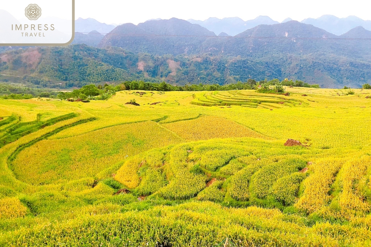 Golden Rice Season