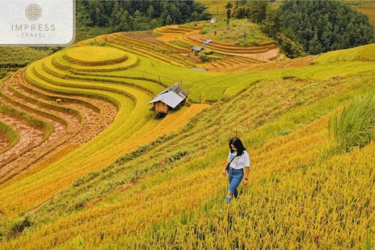 Mu Cang Chai