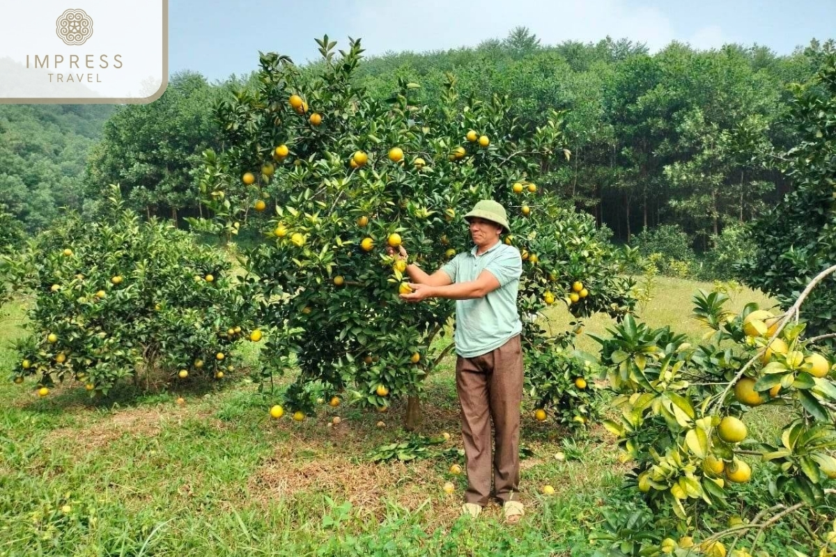 fruit garden in Ben Tre in the Mekong Delta