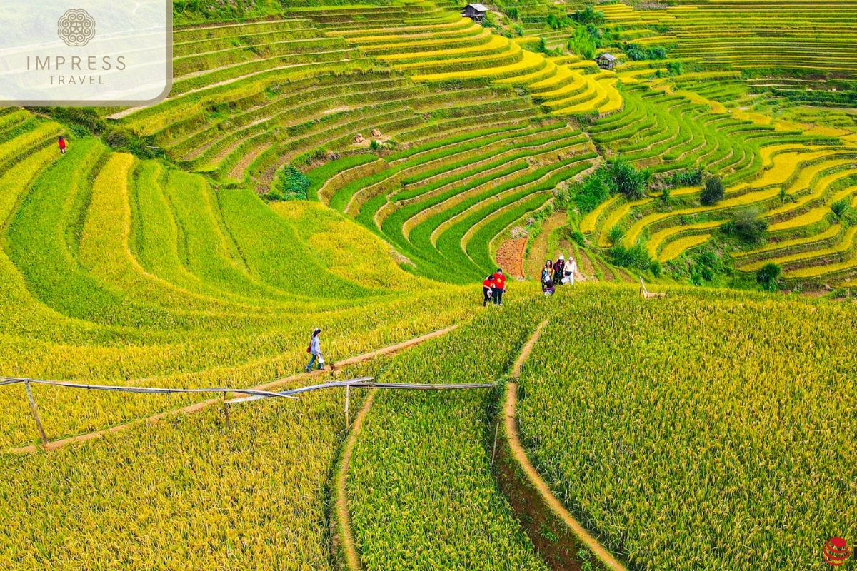 Mu Cang Chai