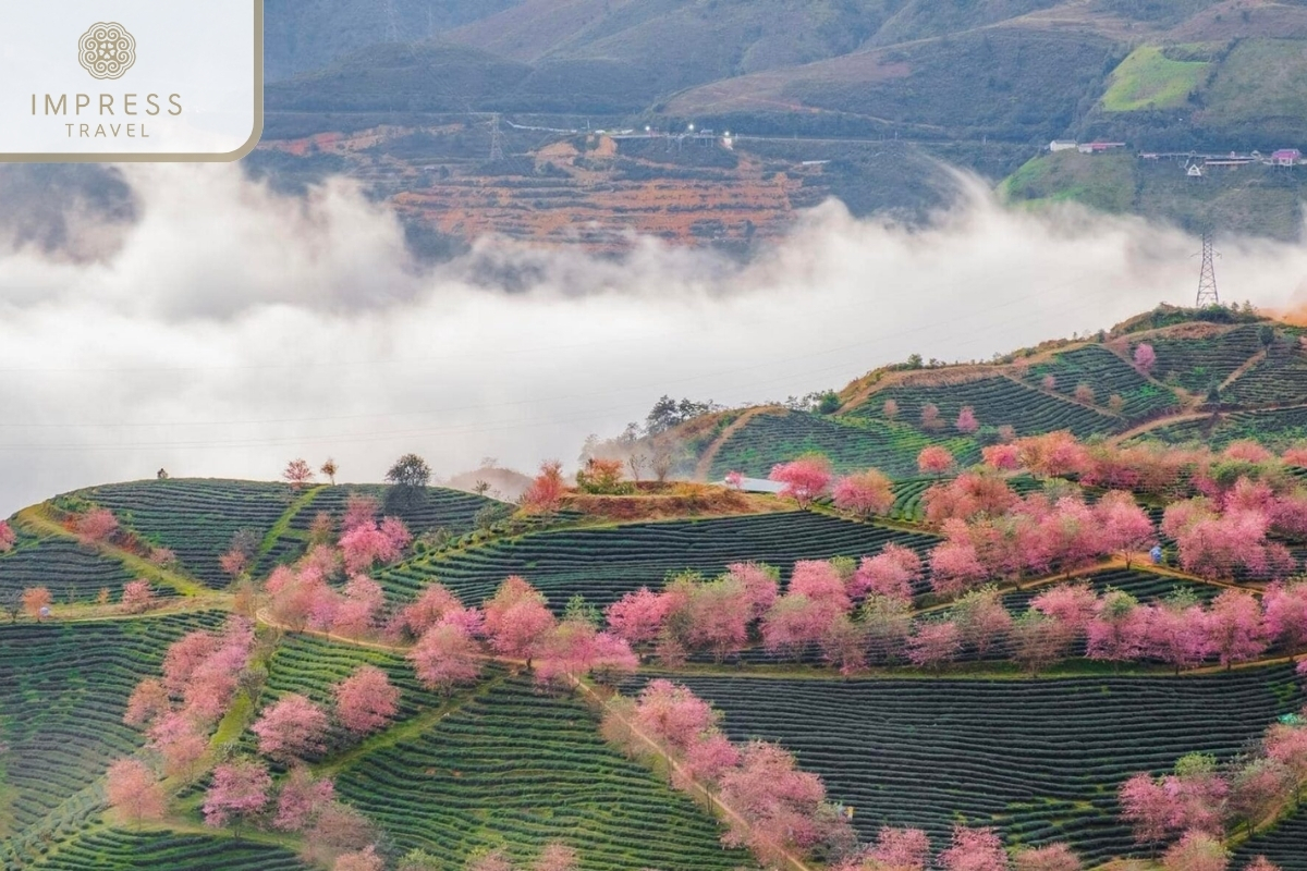 Spring in Sapa the temperatures make Sapa tours unforgettable