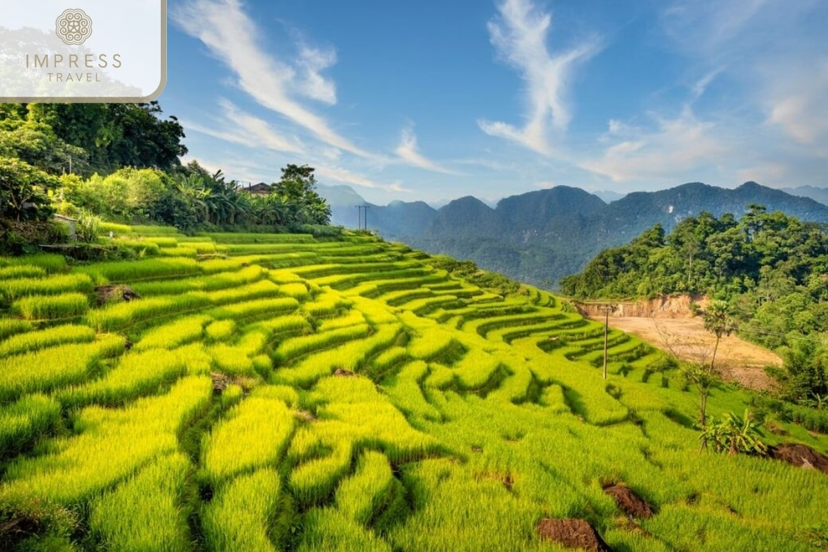 Rice Field of Boutique Garden