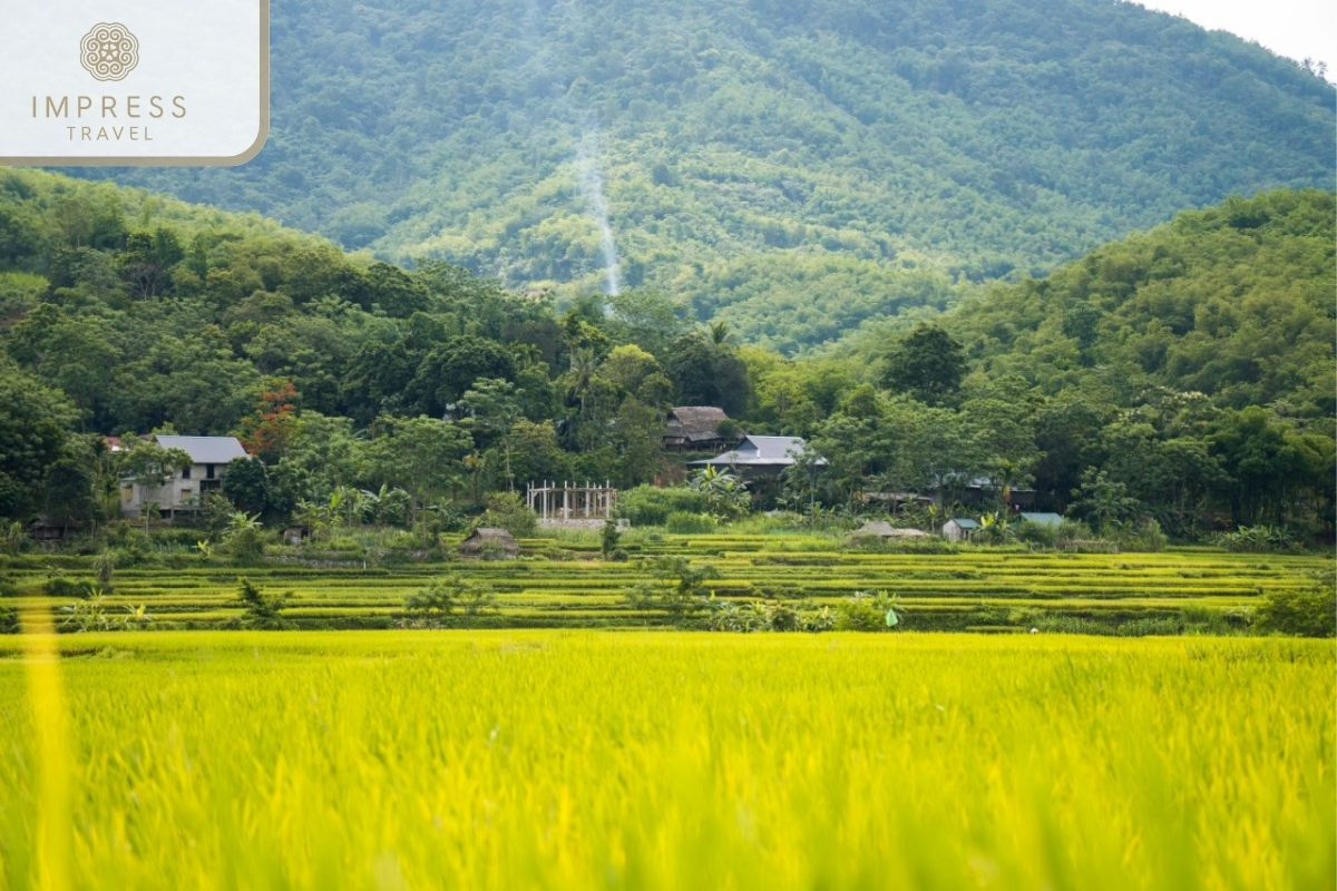 Yellow rice fields of the Cycling Tour to the Silk Village