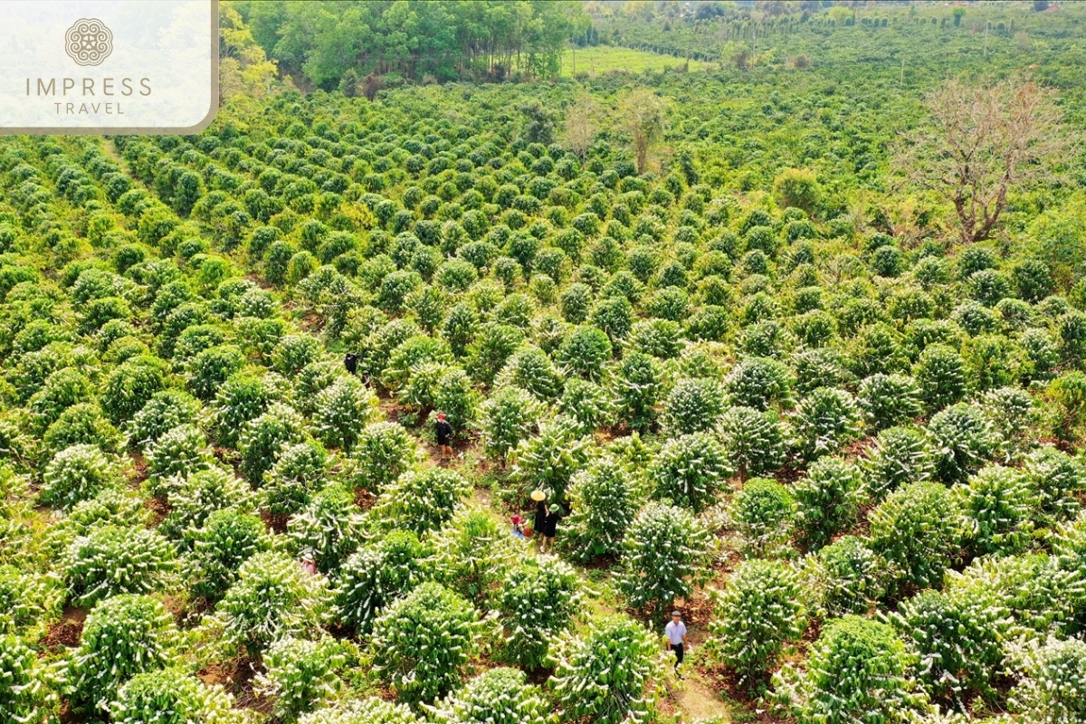 Local Pepper Farm in the Spiritual Beauty at Ho Quoc Pagoda