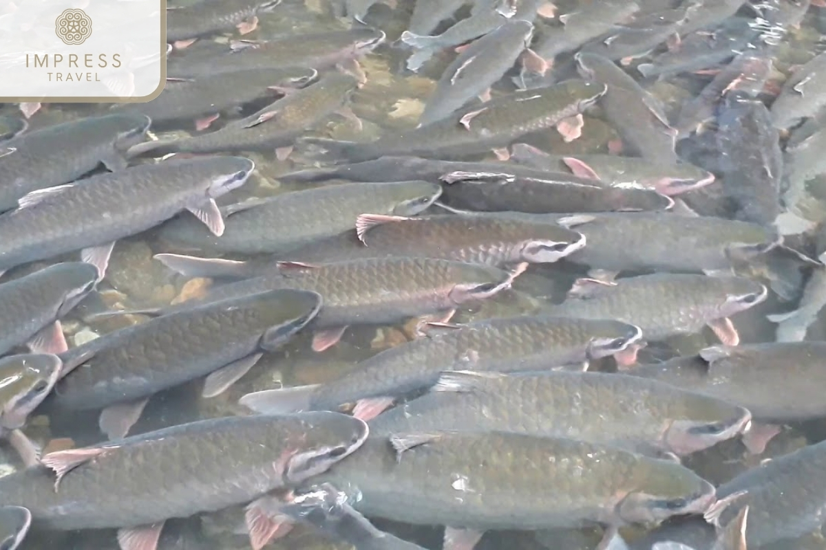 God Fish Stream in Eo Ken Village Pu Luong Tour 