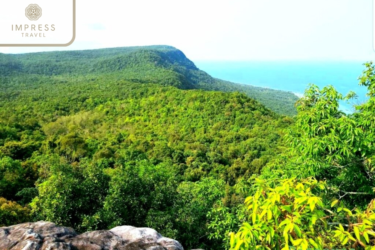 Ecosystem of the Dense Forest in Phu Quoc National Park 