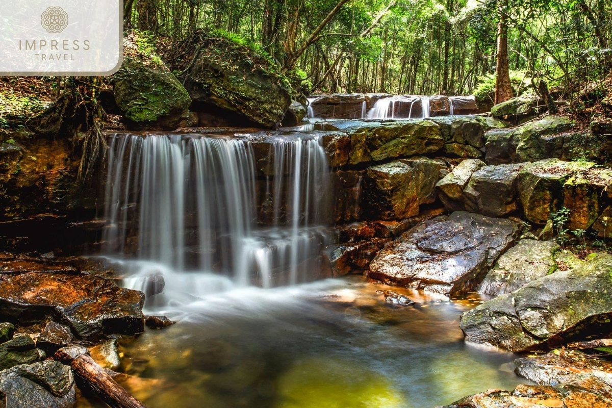  Dense Forest of the Dense Forest in Phu Quoc National Park 