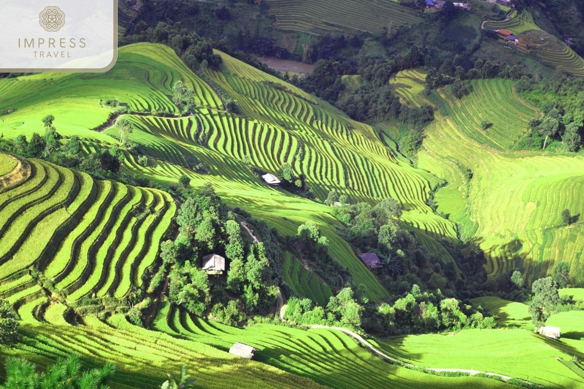 Lush green terraced fields