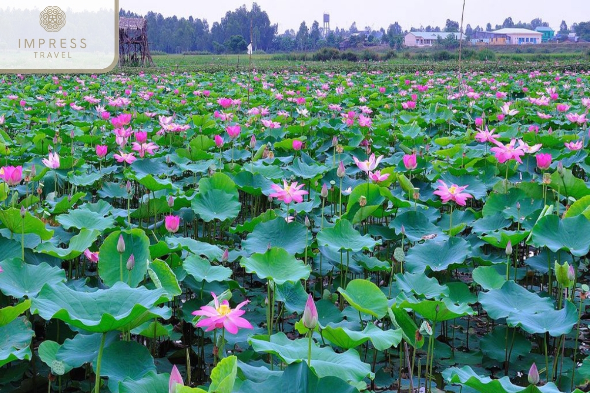 Lotus Fields for Explore Dong Thap Muoi,