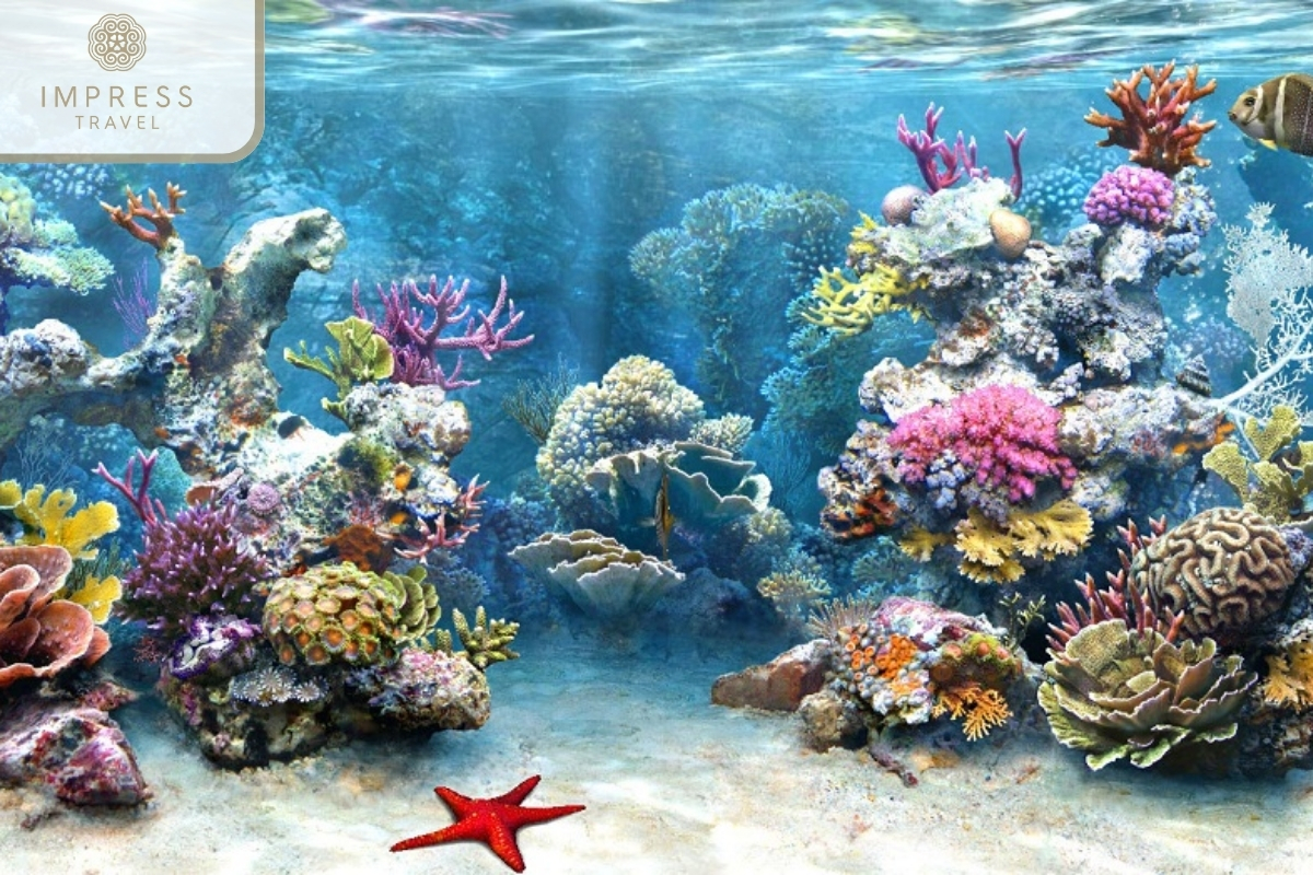 Coral reef for a Tour In Nha Trang 