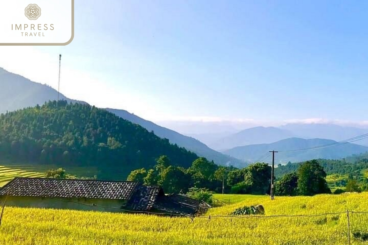 Golden rice fields