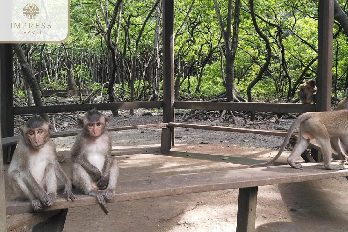 Monkey Island of the Tour from Ho Chi Minh City to Monkey