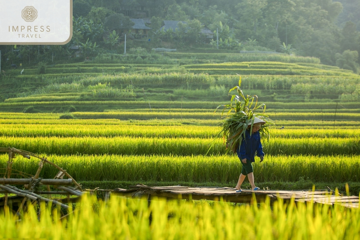 Come to Ban Don Pu Luong in Perfect Excursions to Stunning Pu Luong Tour from Hanoi