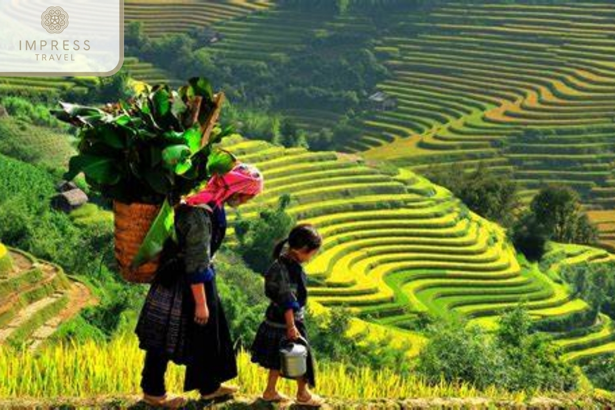 Mu Cang Chai