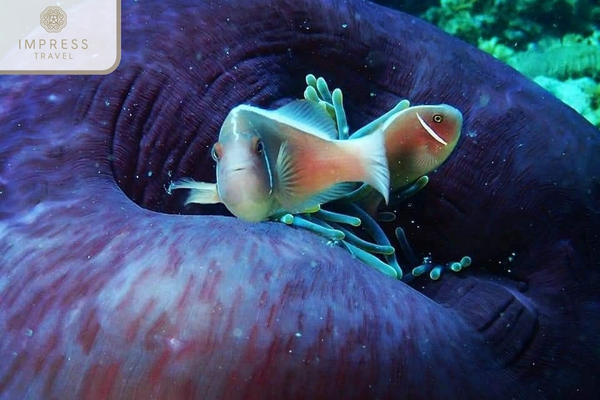 Diversity of marine environments in Snorkeling by Speedboat in Nha Trang