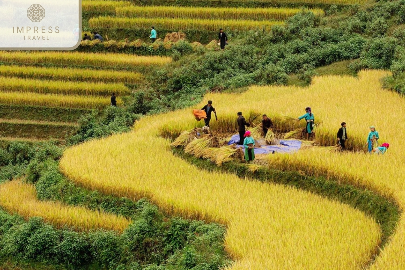 Rice Harvest Festival