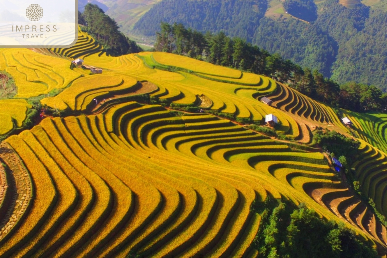 Rice Terraced Fields