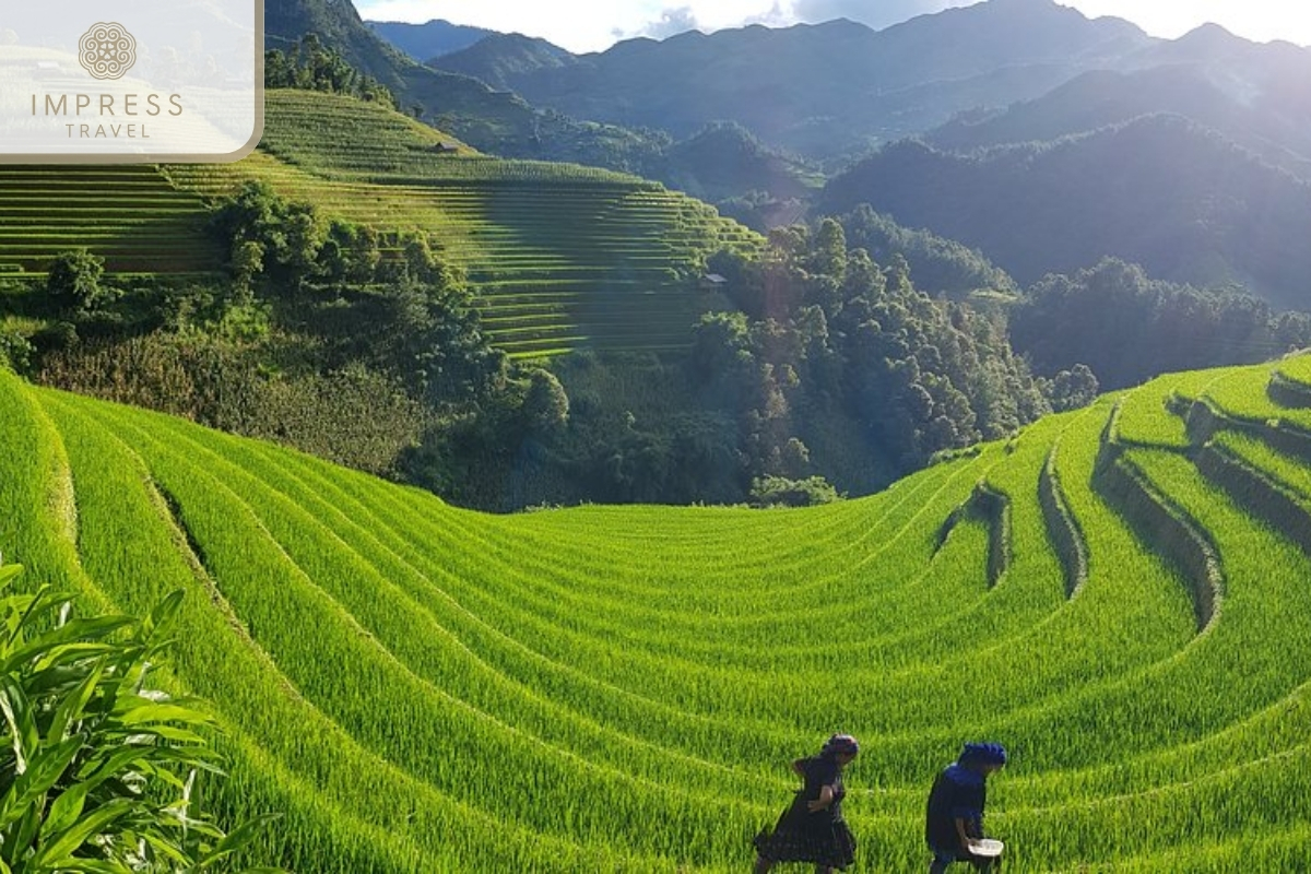 Fragrant scent of rice in Private Tours to Explore Mu Cang Chai 