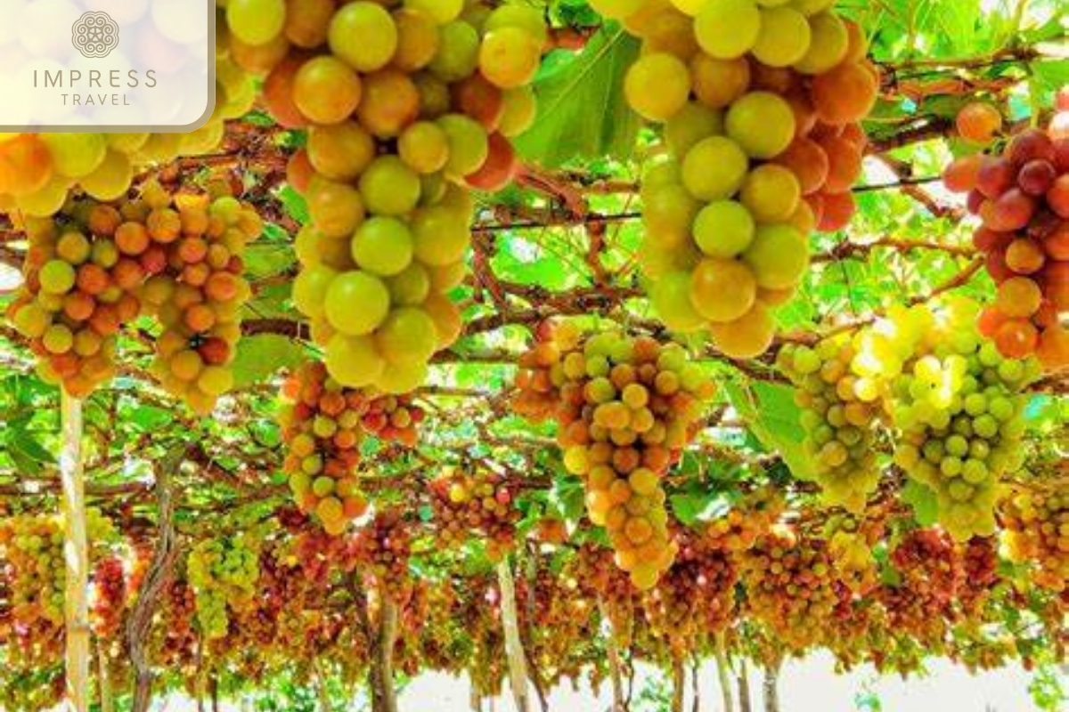 vineyard Ninh Thuan in Rai Cave in Nha Trang 