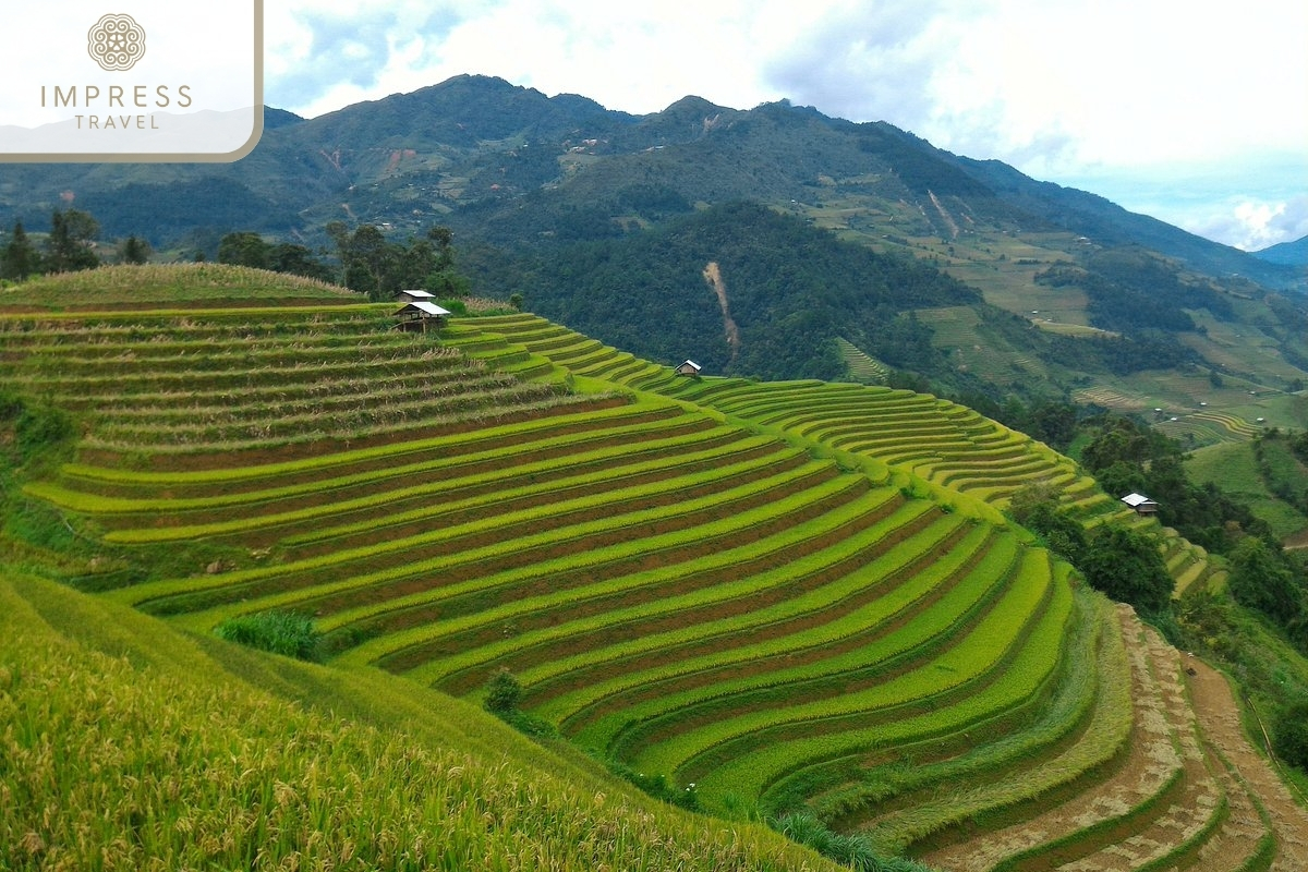 Mu Cang Chai