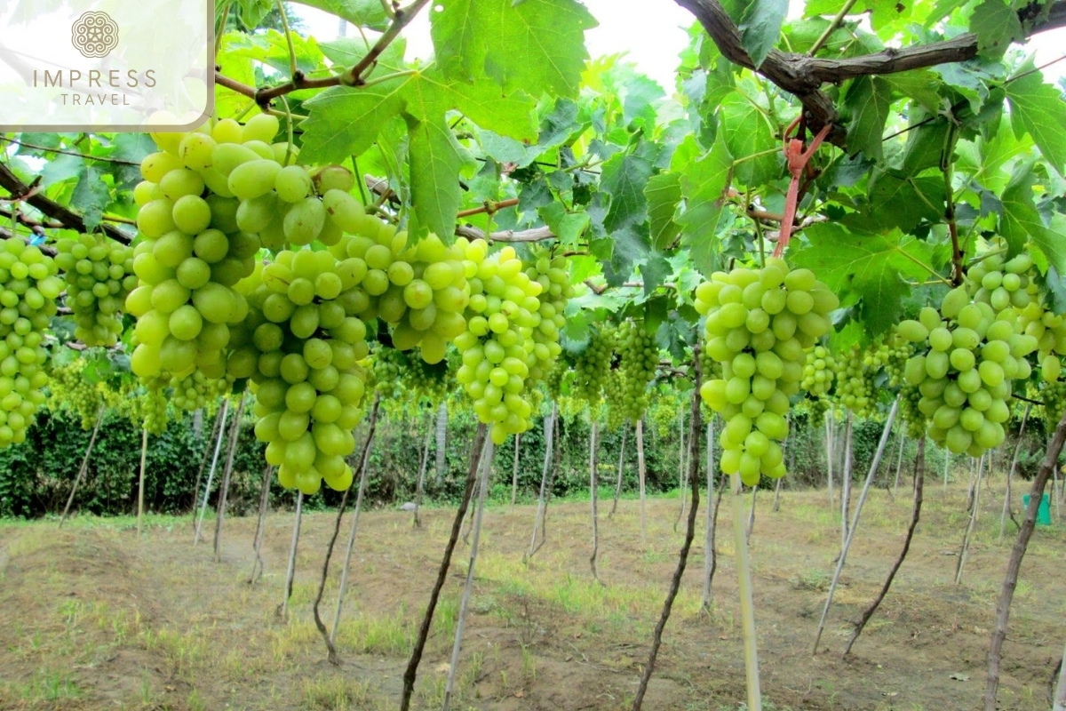 Vineyard at Ninh Thuan