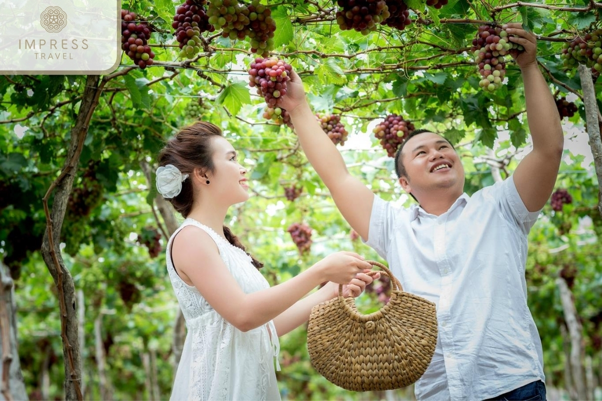 Grape Harvesting of Ninh Thuan Vineyard near Nha Trang 