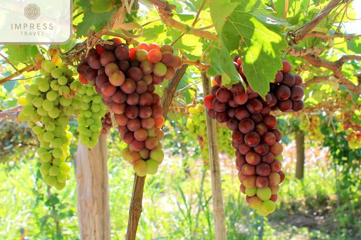 Ba Moi Vineyard of Ninh Thuan Vineyard near Nha Trang 