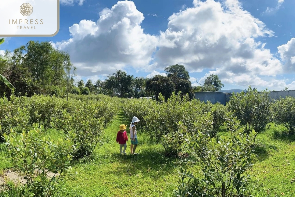 Local Sim Berry Farm in Sim Wine Factory on Phu Quoc Island