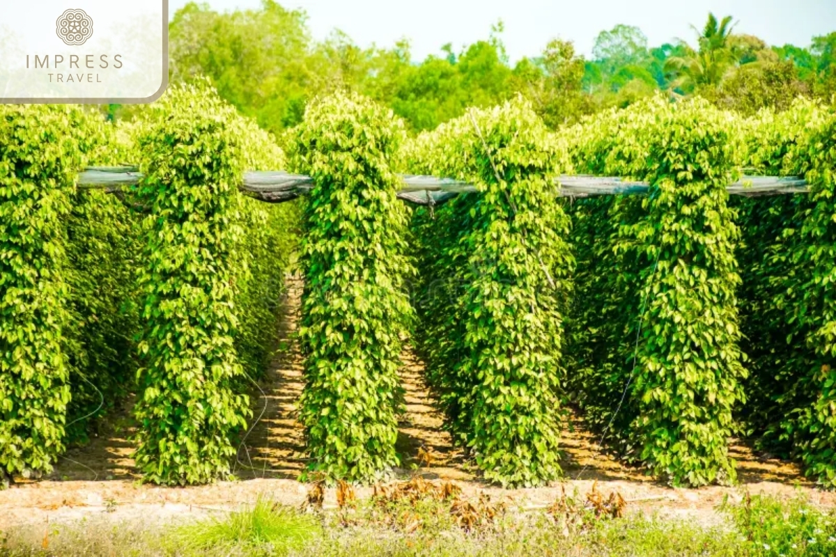 Phu Quoc Pepper Farm in Tranh Stream Tour in Phu Quoc