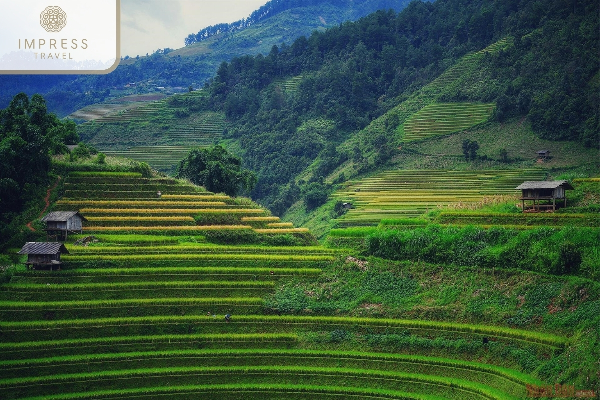 Mu Cang Chai