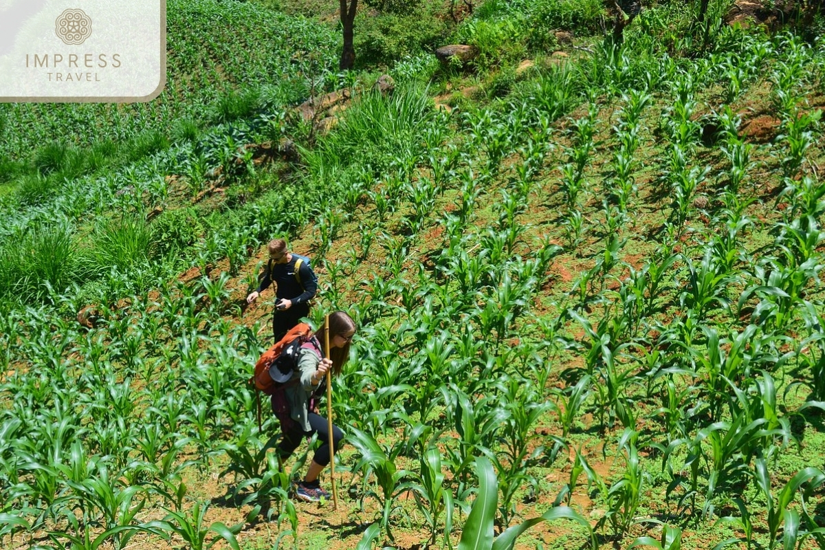 Walk through corn fields in Hang Te Cho Waterfall in Mu Cang Chai