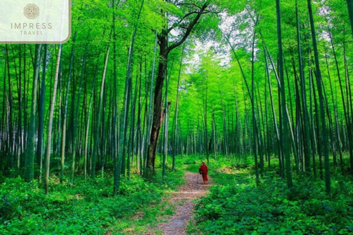 Trekking in the Bamboo Forest 