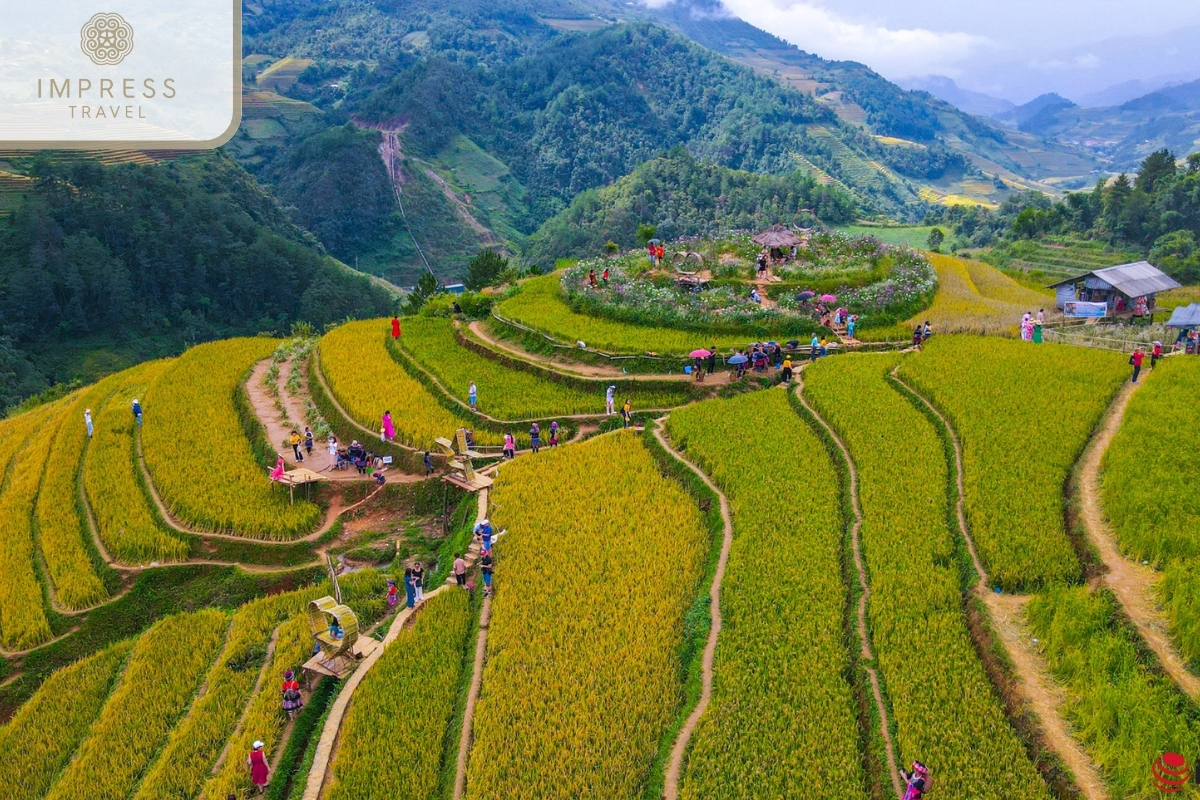 Yellow Rice of the Hidden Charm of Mu Cang Chai