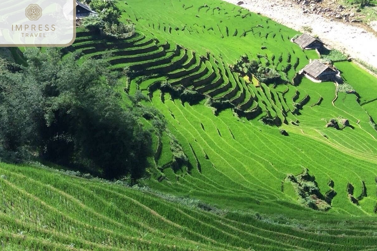 Mu Cang Chai 