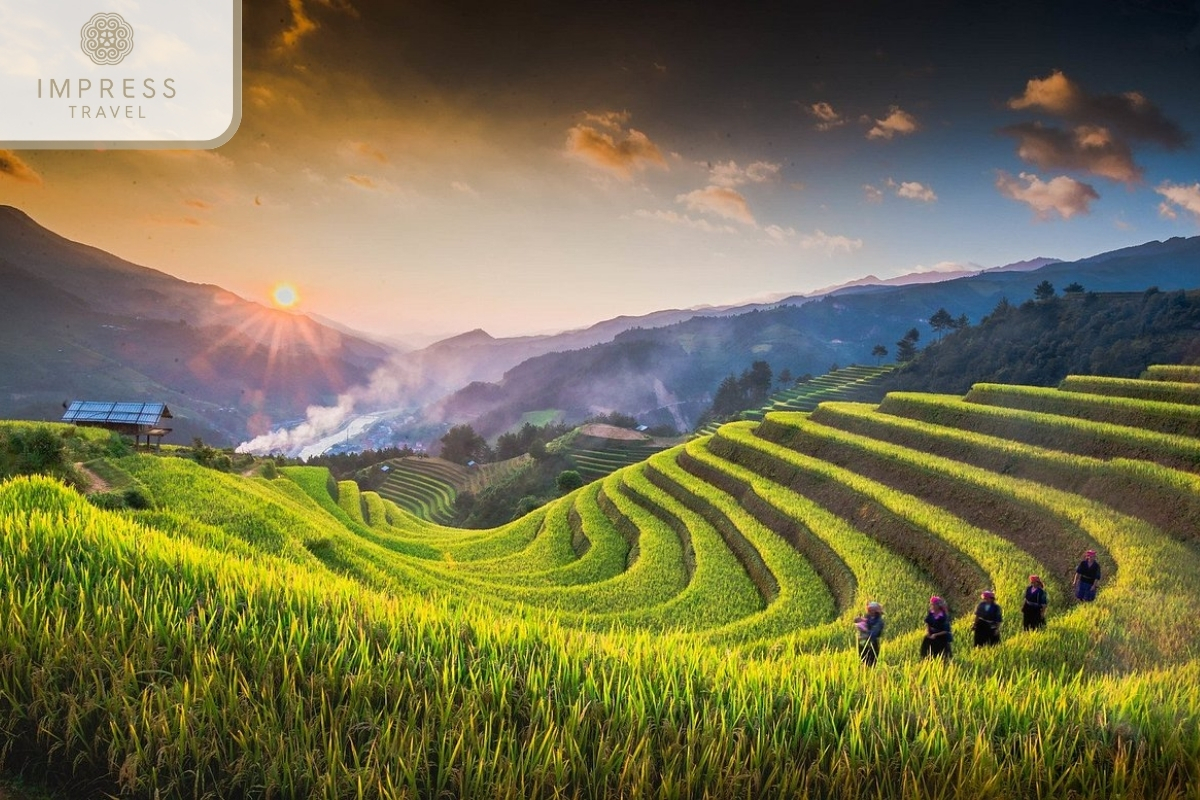 The beauty of ripe rice season for a Mu Cang Chai for a Photography Tour