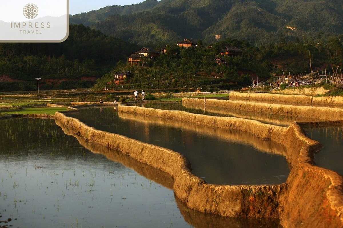 Terraced fields 