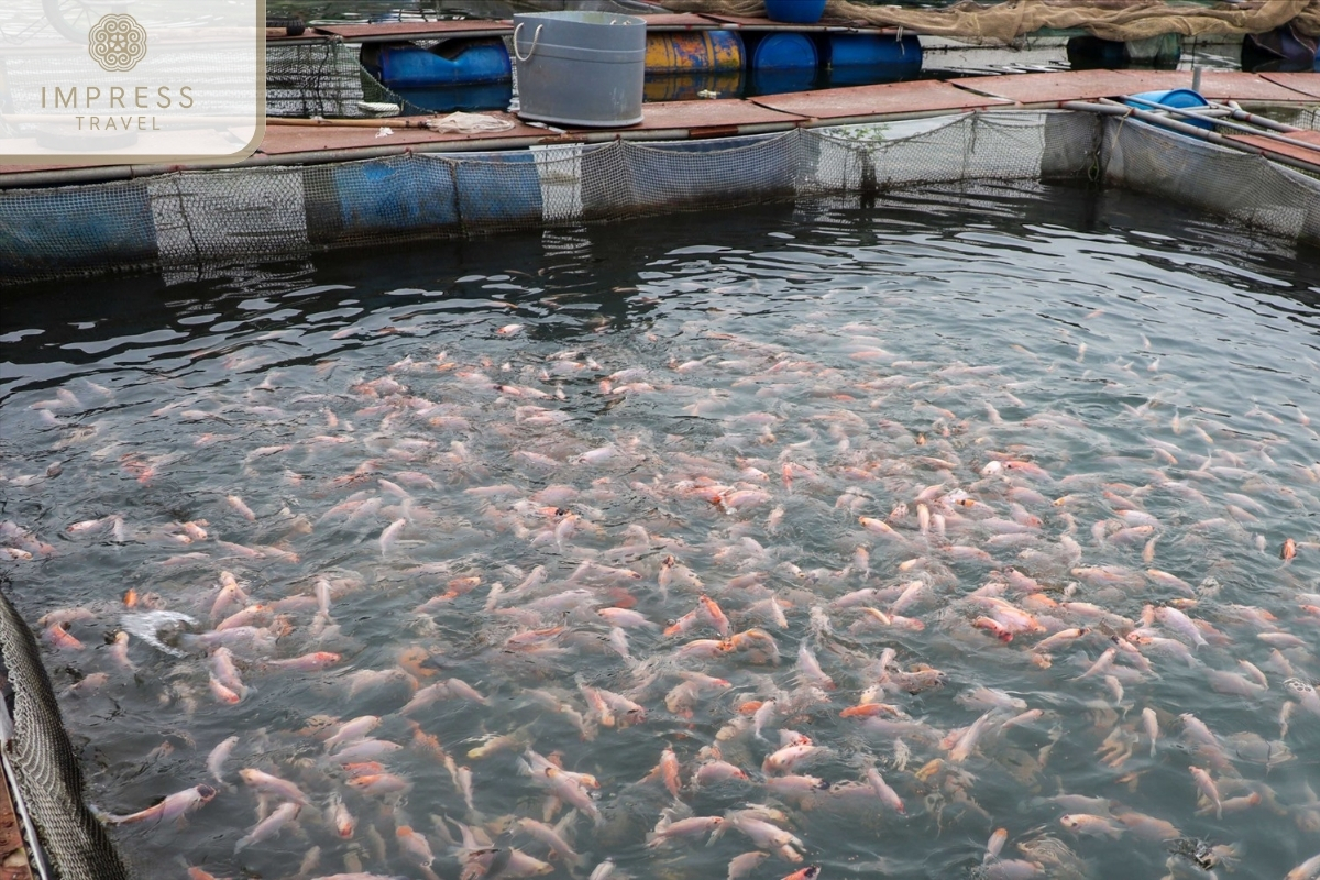 Visit a fish farm