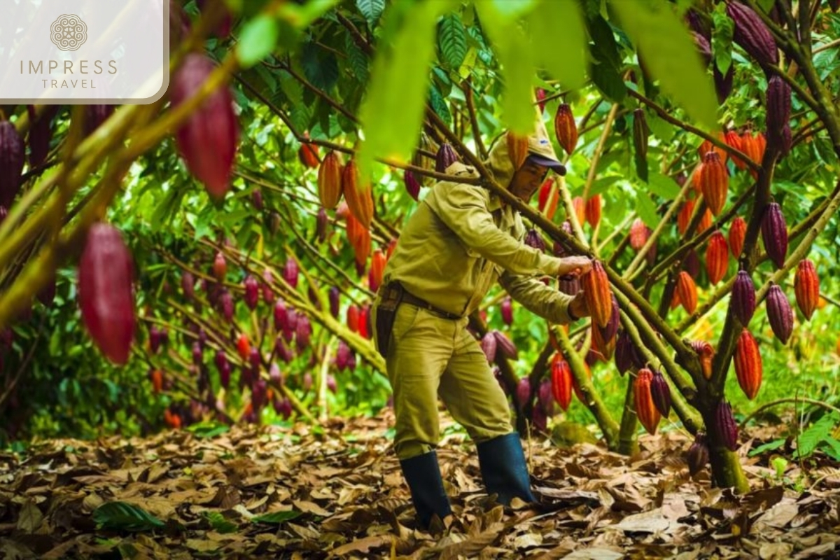 Visit an Organic Cacao Farm