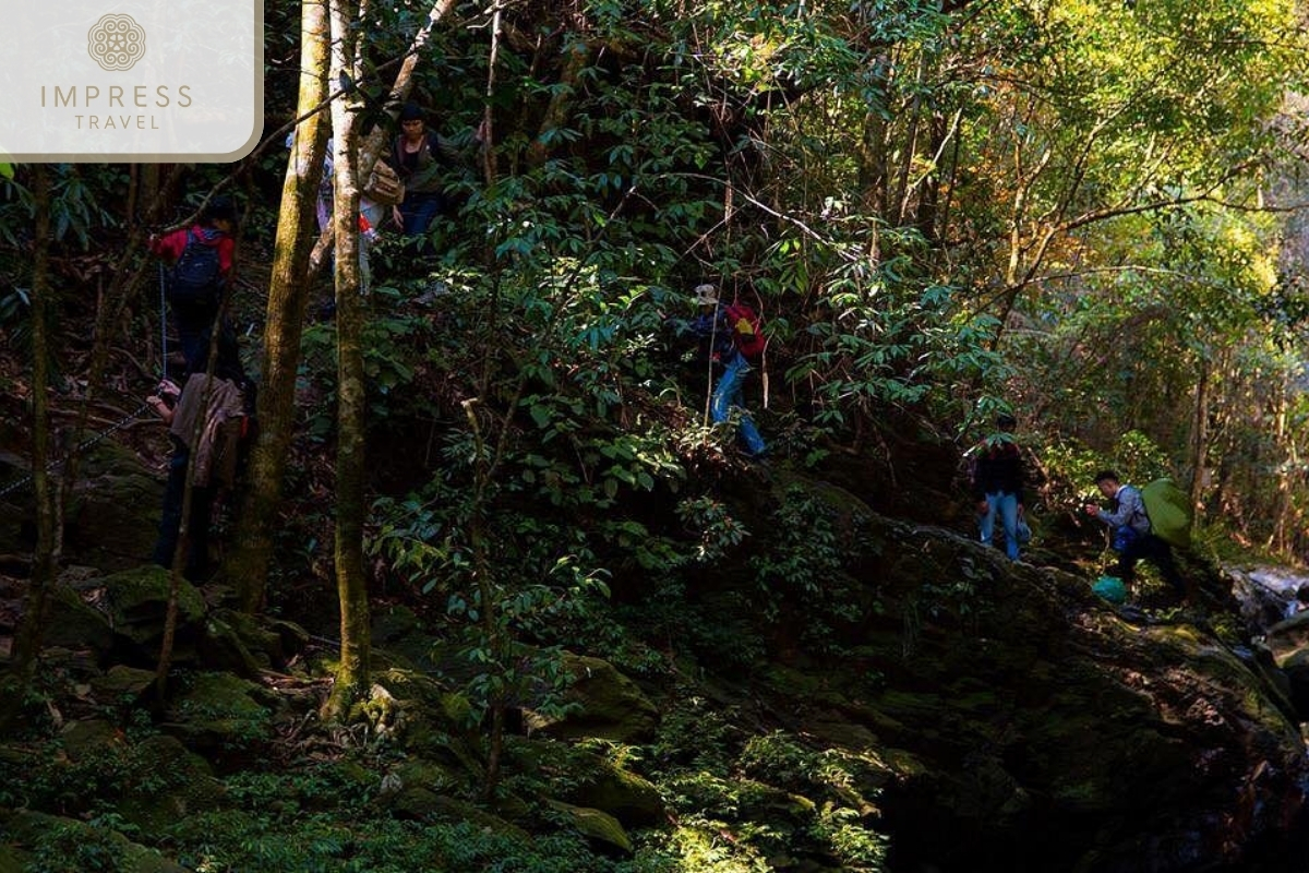 Walk through primeval forests