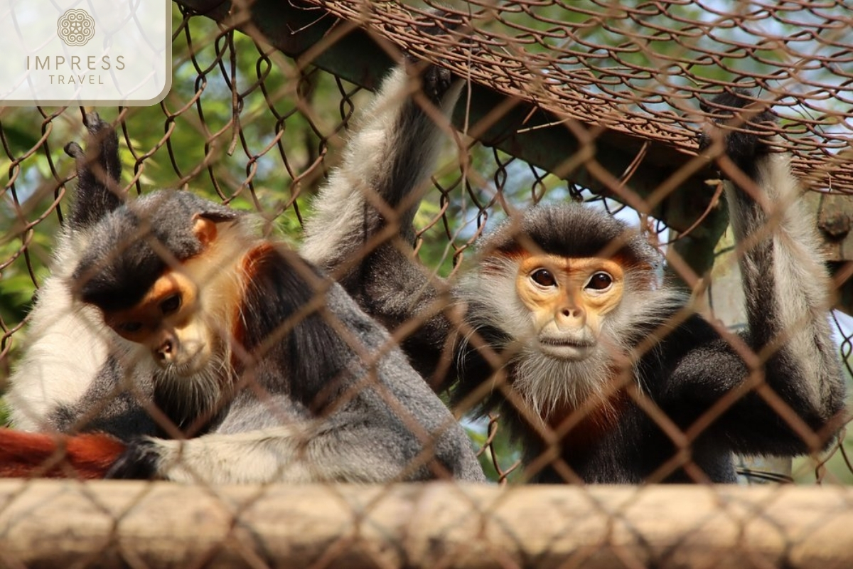 Watching wildlife in Cuc Phuong National Park