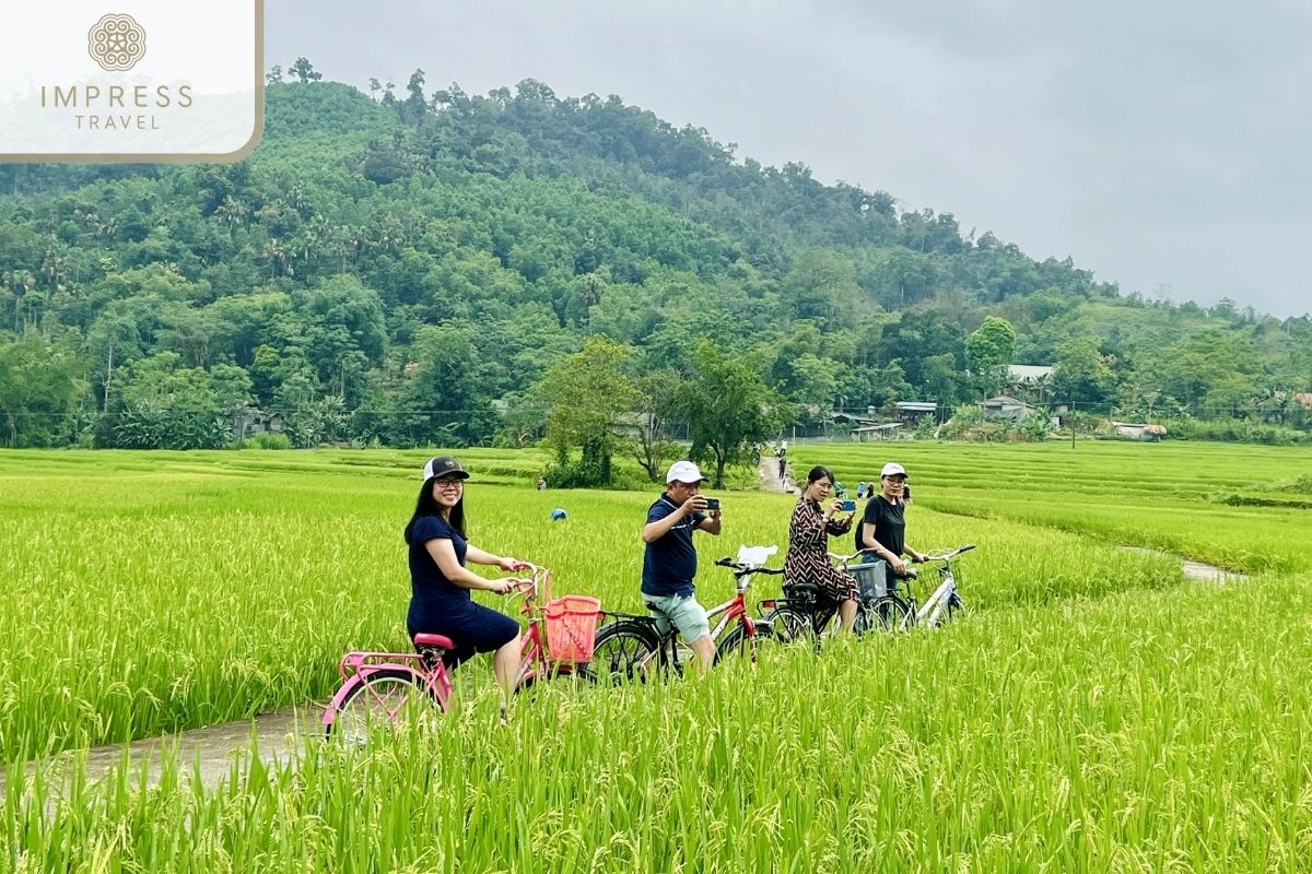 Cycling in rice fields