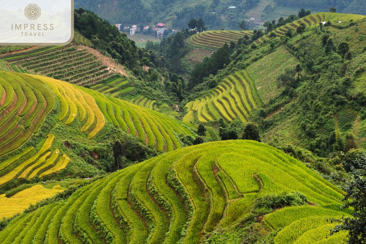 Admire the green terraced fields