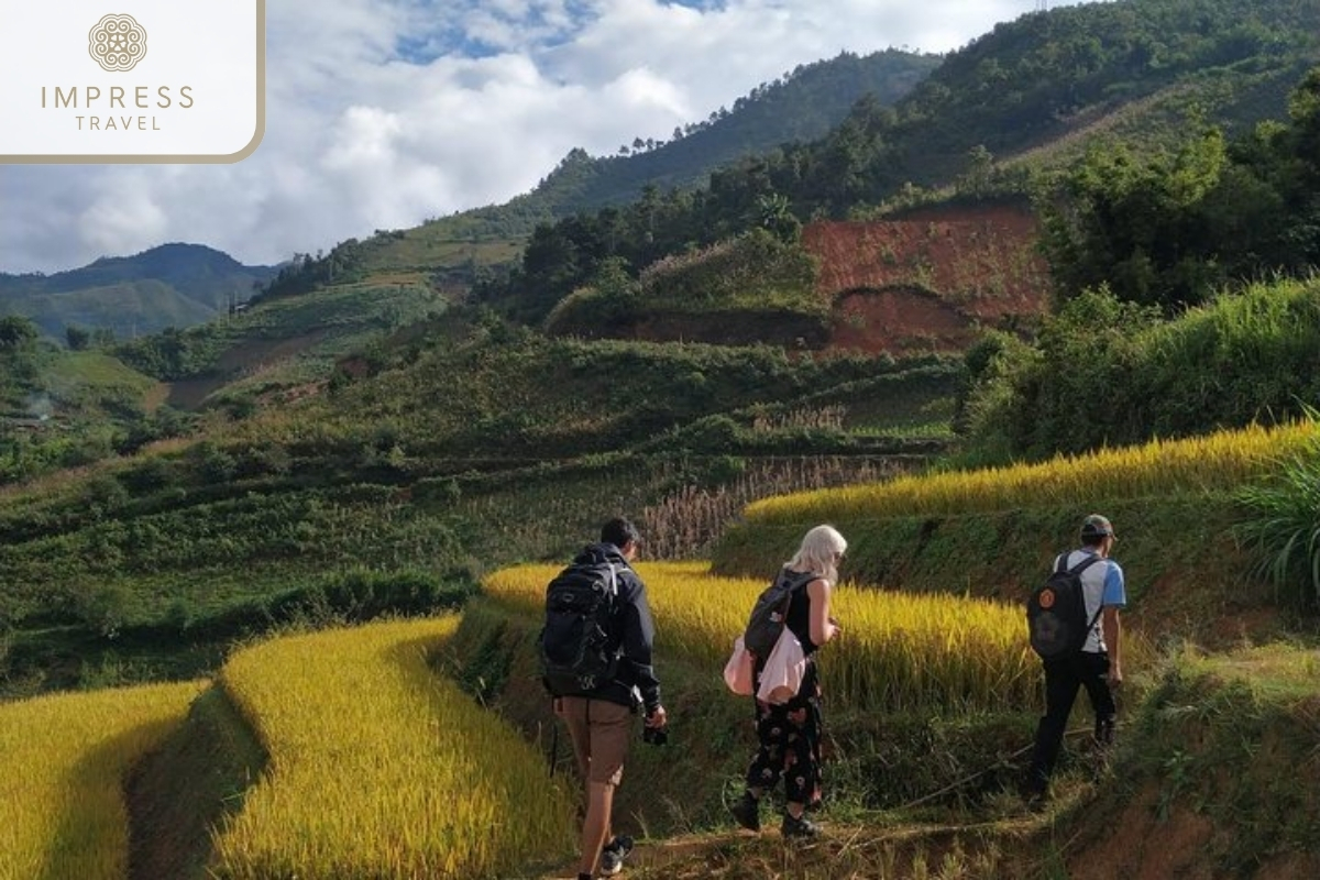 Trekking through rice fields in Hiking in Mu Cang Chai with a Local Guide