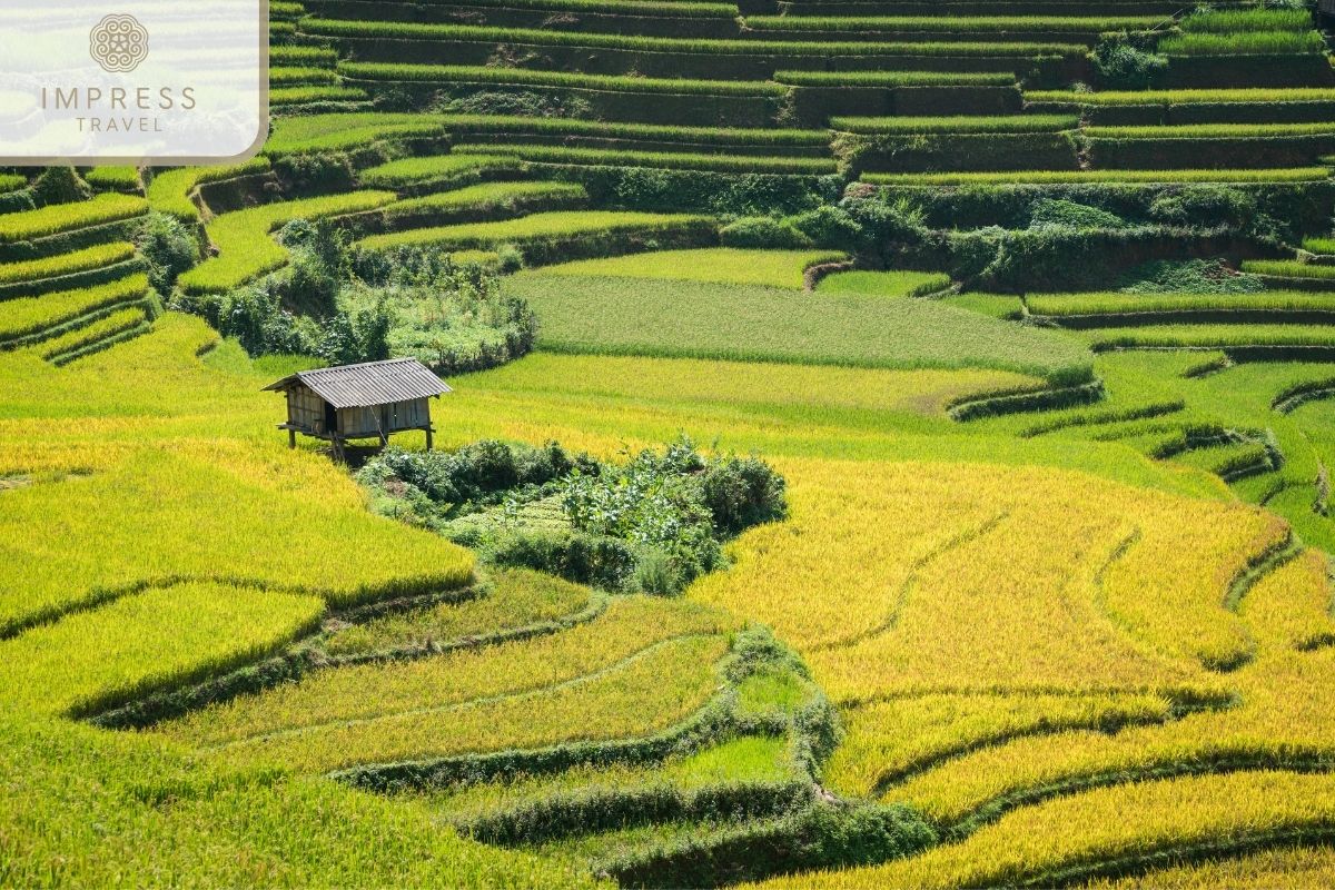 See terraced fields