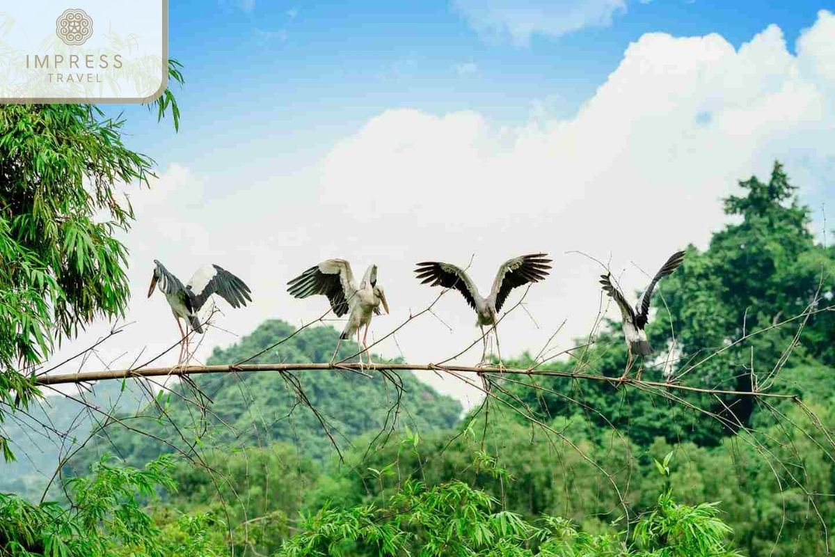 Thung Nham Bird Garden in Ideal Duration for a Ninh Binh Trip