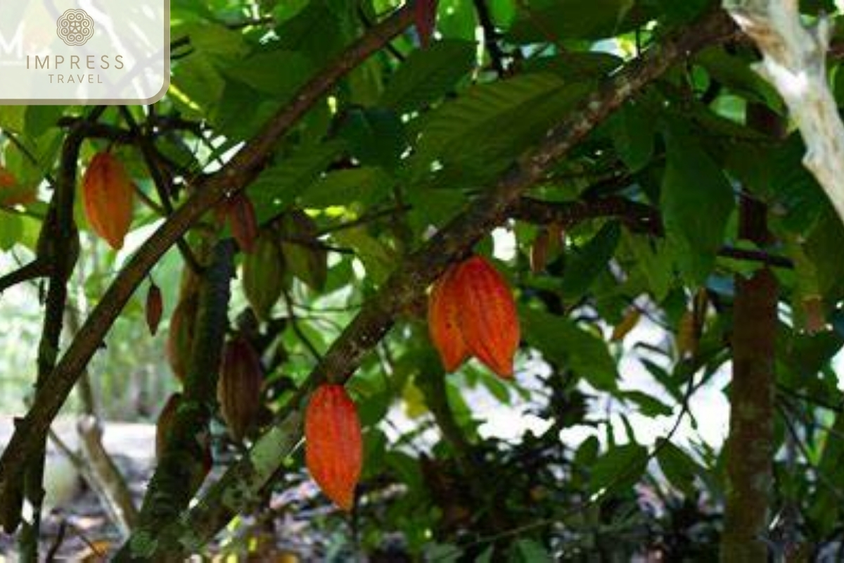 Muoi Cuong Cocoa Garden